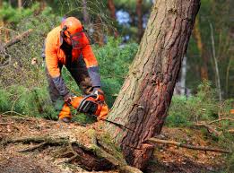 Best Arborist Consultation Services  in Watsontown, PA